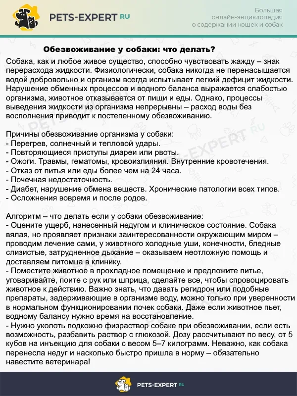Обезвоживание у собаки