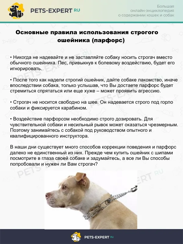 Основные правила использования строгого ошейника
