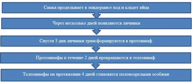 Особенности формирования