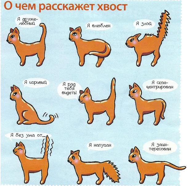 О чем говорит положение хвоста кота