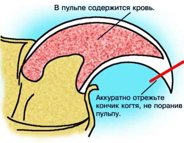 Памятка по подстриганию кошачьих когтей