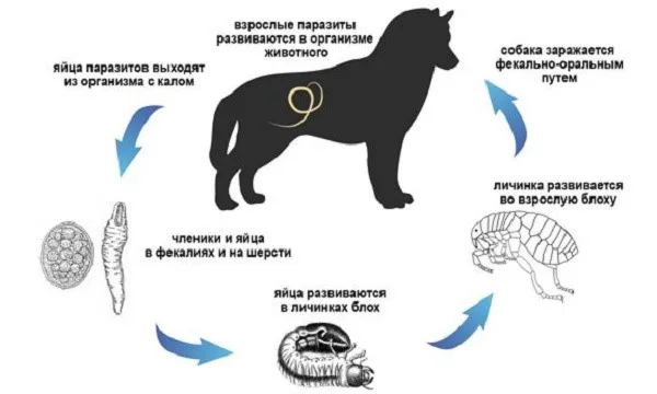 Паразиты поджидают вашу собаку везде, защитите ее с помощью медицинских средств