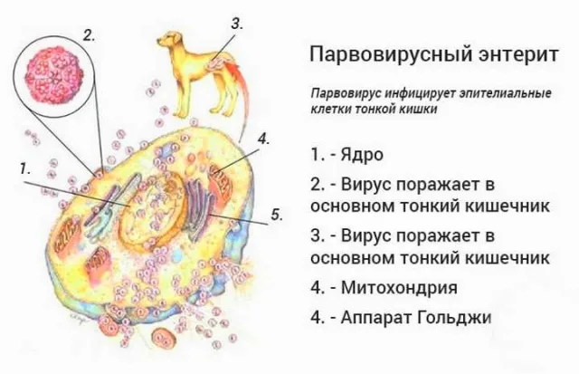 Парвовирусный энтерит