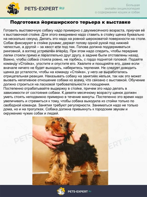 Подготовка йорка к выставке