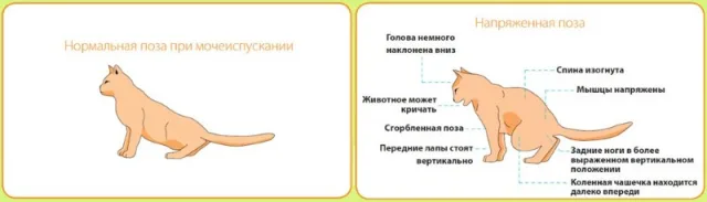 Поза при мочеиспускании здорового и больного кота