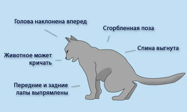 Поза при мочеиспускании кота с мочекаменной болезнью