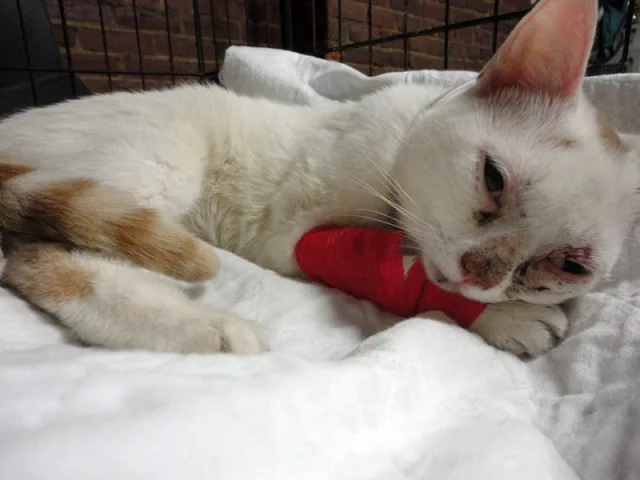 Полным котам дается сложнее и восстановление после переломов, из-за большой нагрузки на суставы