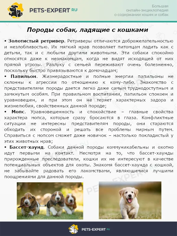 Породы собак, ладящие с кошками