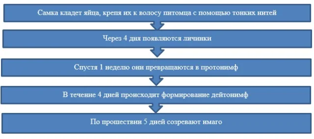 Превращение паразита из яйца в зрелую особь длится приблизительно 20 дней