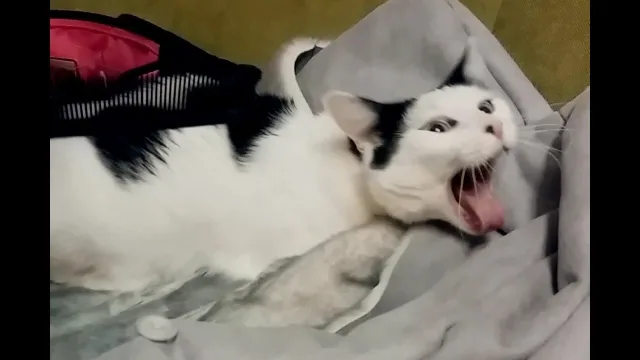 Вот как некоторые коты реагируют на расчёску