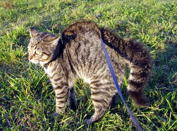 Реакция кота на собаку