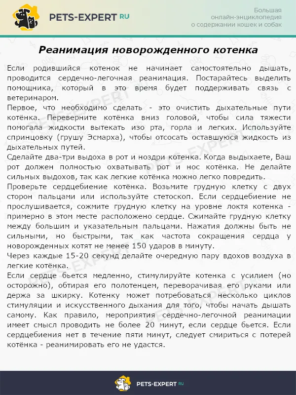 Реанимация новорожденного котенка