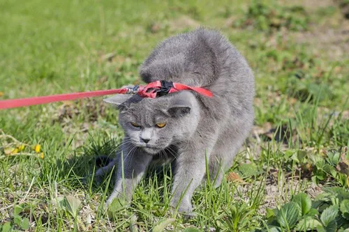 Реакция кота на прогулку в шлейке