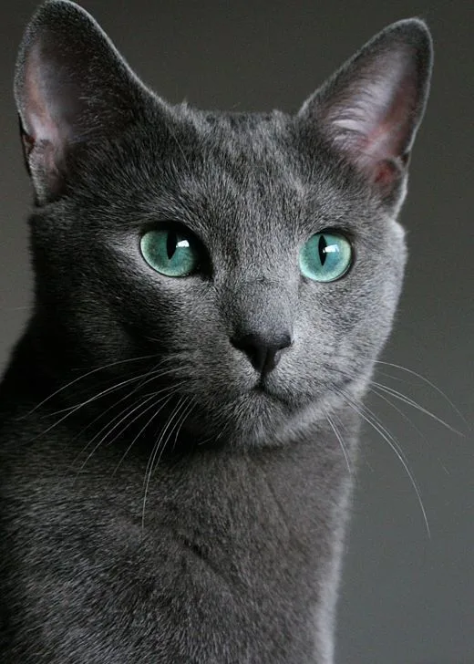 Русская голубая кошка