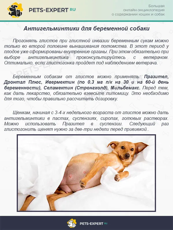 Антигельминтики для беременной собаки