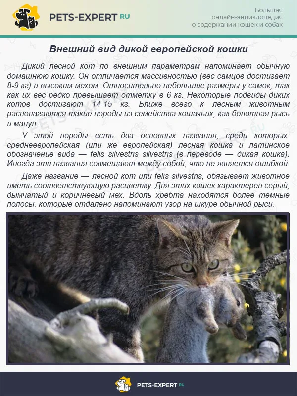 Внeшний вид дикой европейской кошки