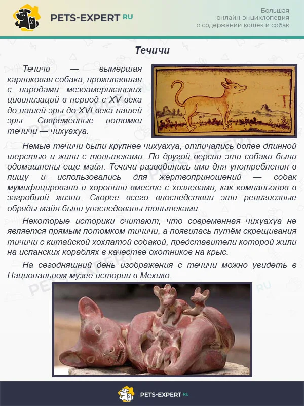 Течичи