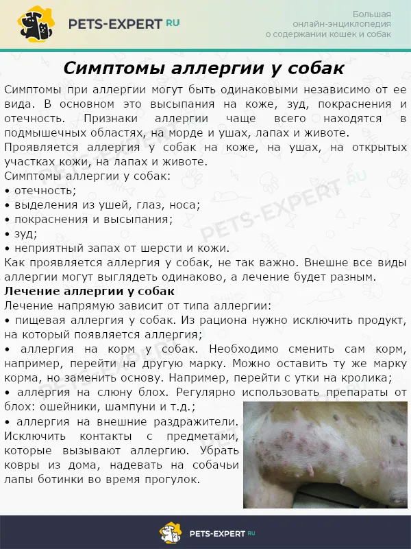 Симптомы аллергии у собак