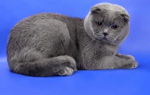 Скотиш фолд