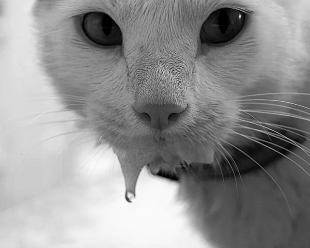 Слюнотечение — один из признаков бешенства у кота