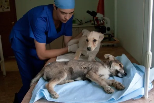 Собака, больная гастоэнтеритом