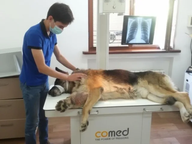 Собака в рентгенкабинете