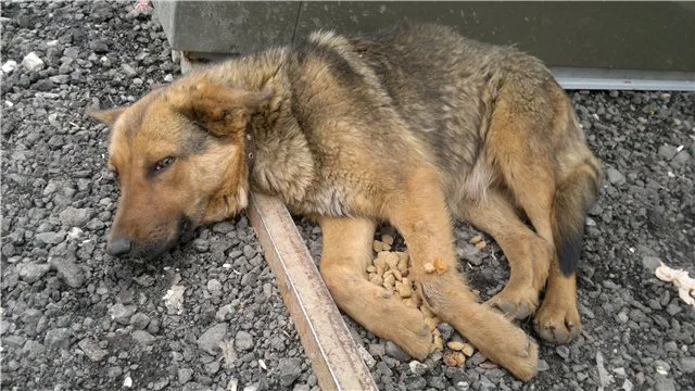 Собака, заболевшая чумкой