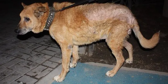 Собака зараженная чесоточном клещем