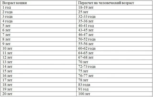 Соотношение кошачьего и человеческого возраста