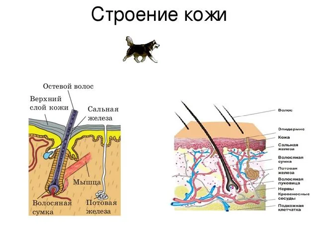 Строение кожи собаки