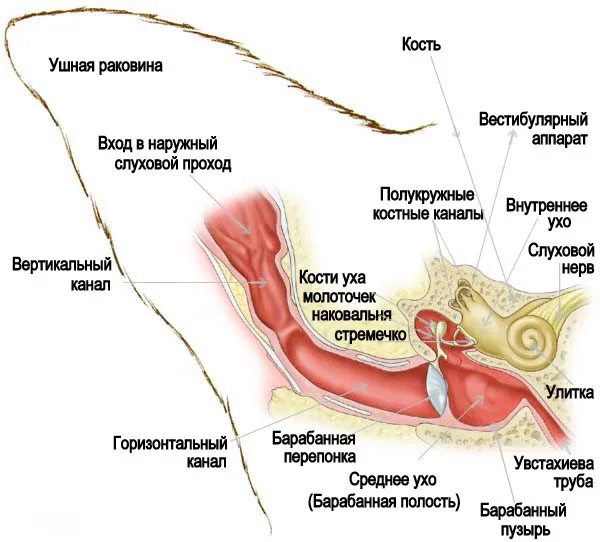 Строение кошачьего уха
