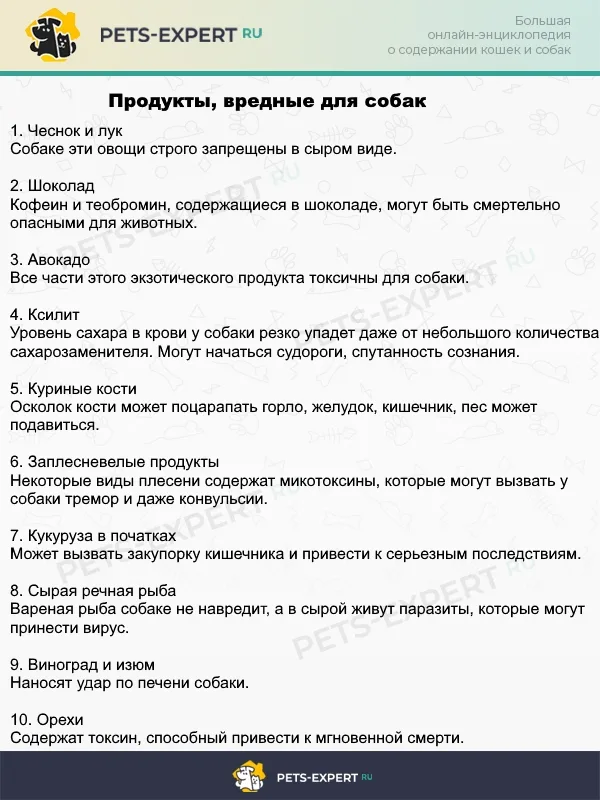 Топ-10 продуктов, опасных для собак