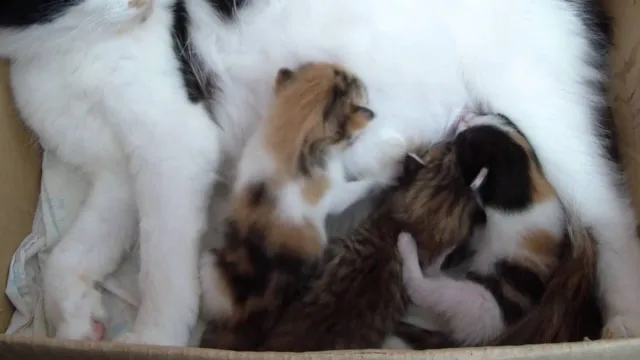 Трехцветная кошка с котятами