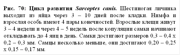 Цикл развития sarcoptes canis