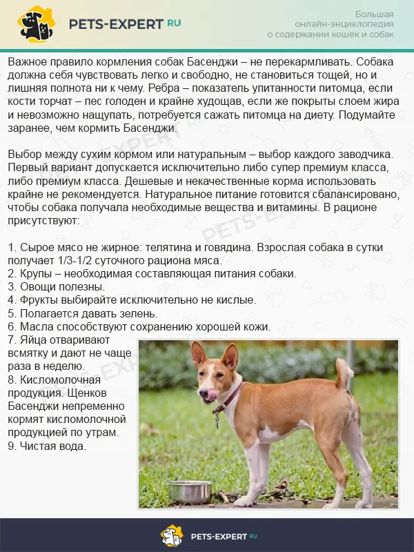 Чем кормить басенджи