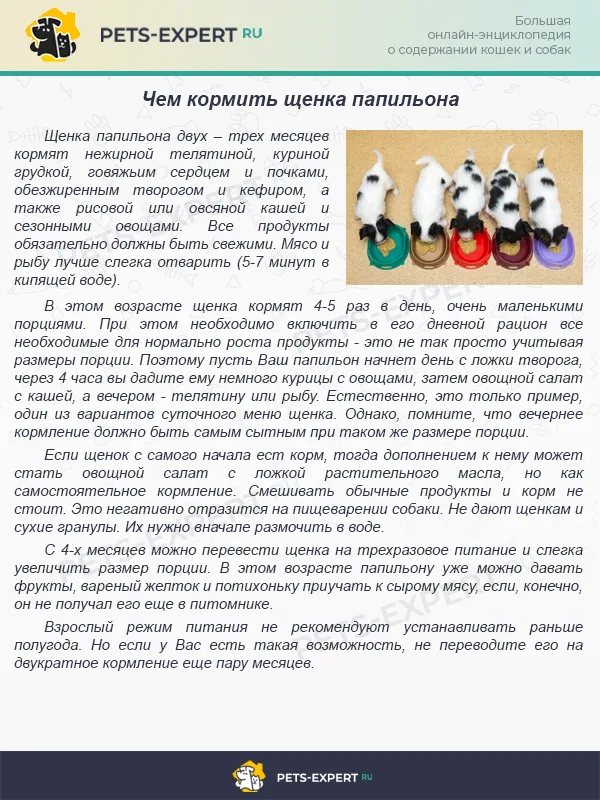 Чем кормить щенка папильона