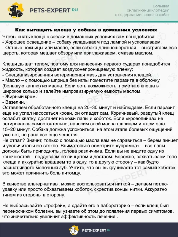 Что делать, если в собаку впился клещ