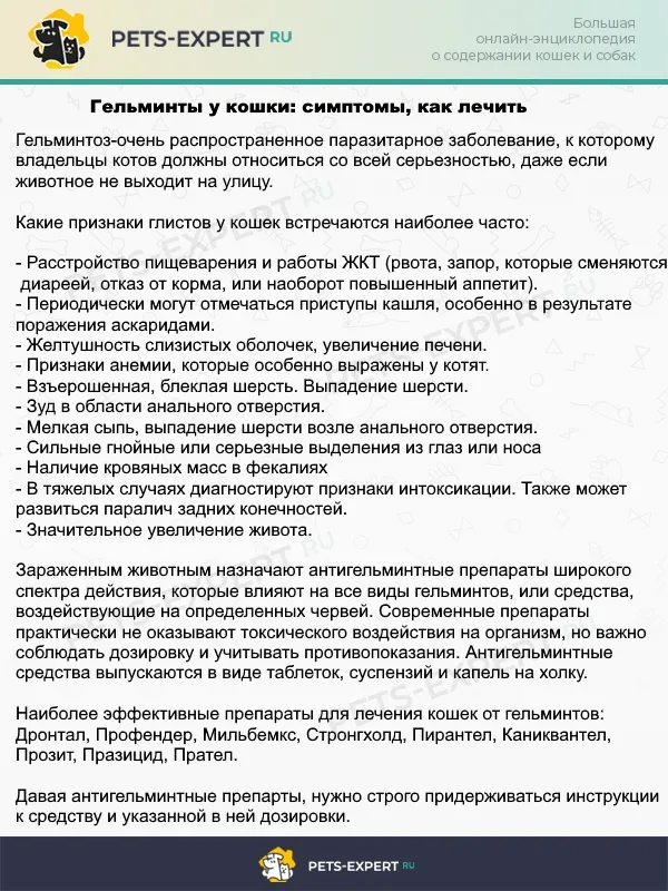 Что делать, если у кошки завелись гельминты