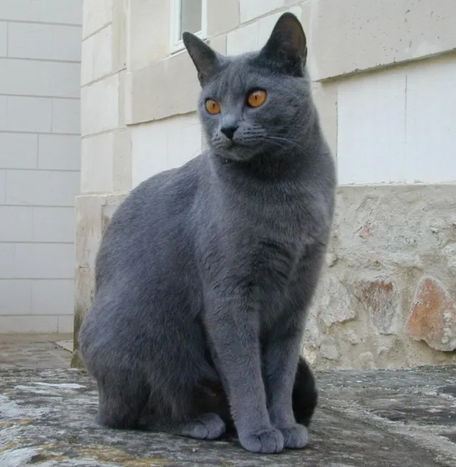 Шартрез