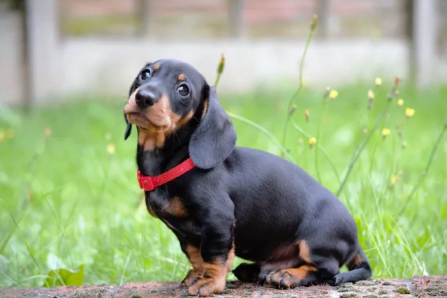 Больше времени проводите на улице с щенком