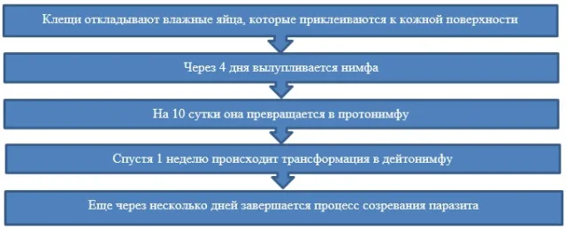 Формирование паразита
