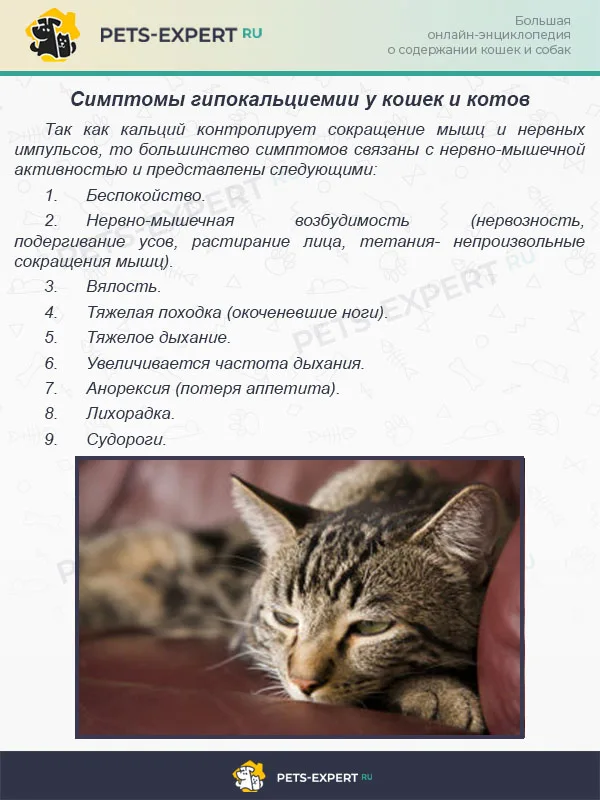 Симптомы гипокальциемии у кошек и котов