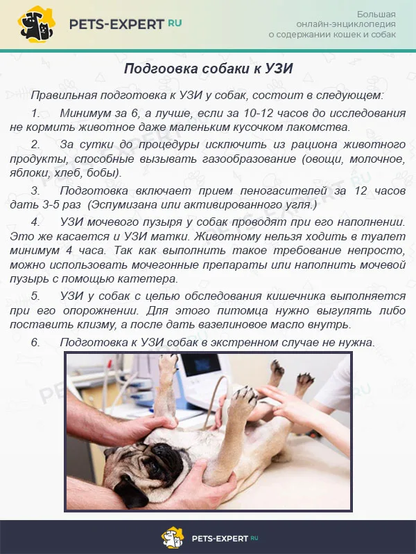 Подгоовка собаки к УЗИ