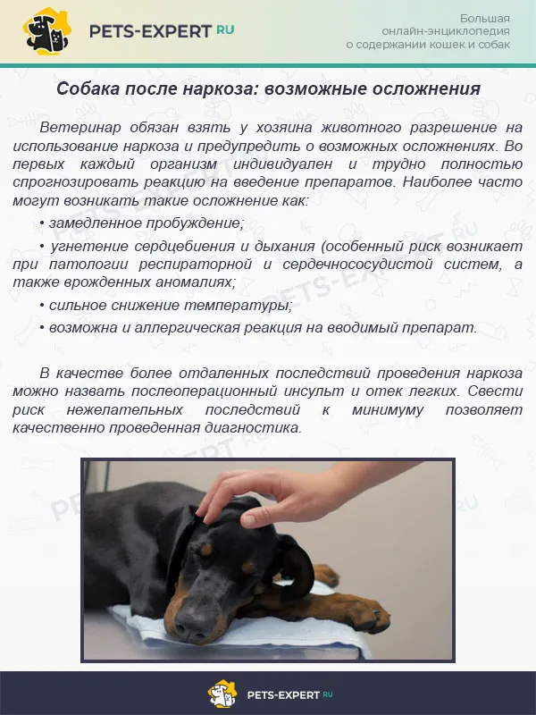 Собака после наркоза: возможные осложнения