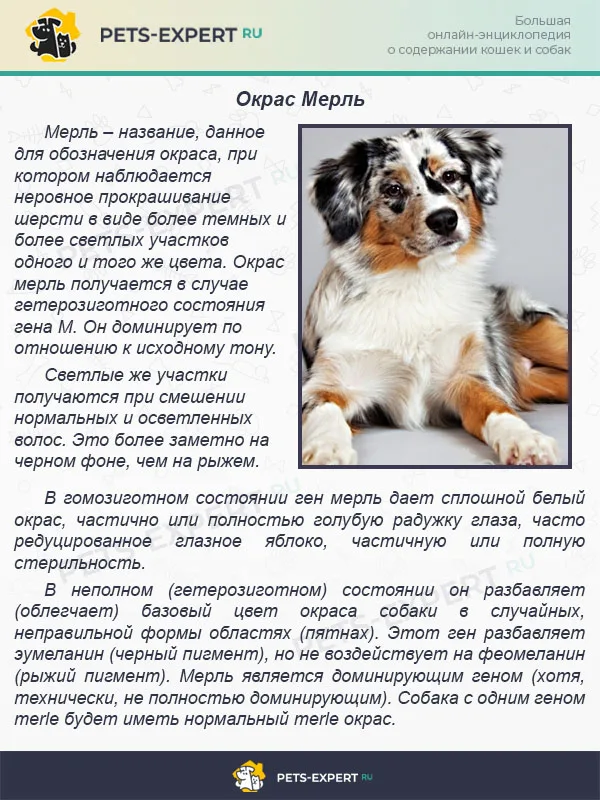 Окрас Мерль