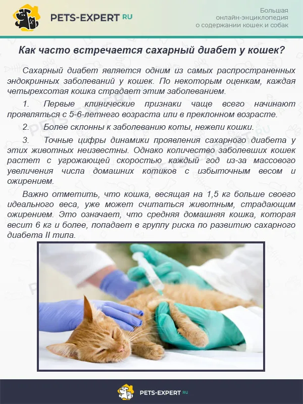 Как часто встречается сахарный диабет у кошек?