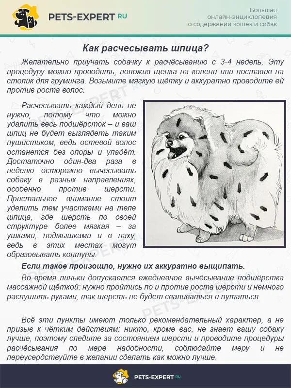 Как расчесывать шпица?