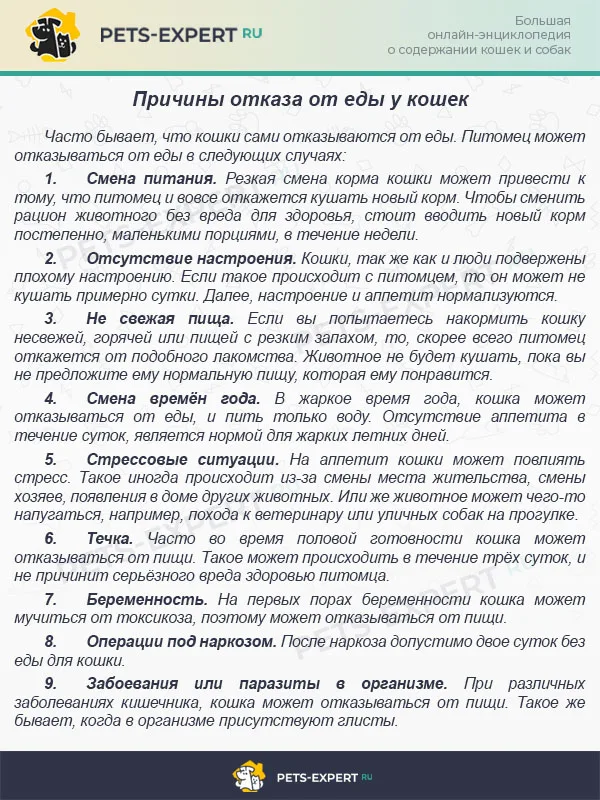 Причины отказа от еды у кошек