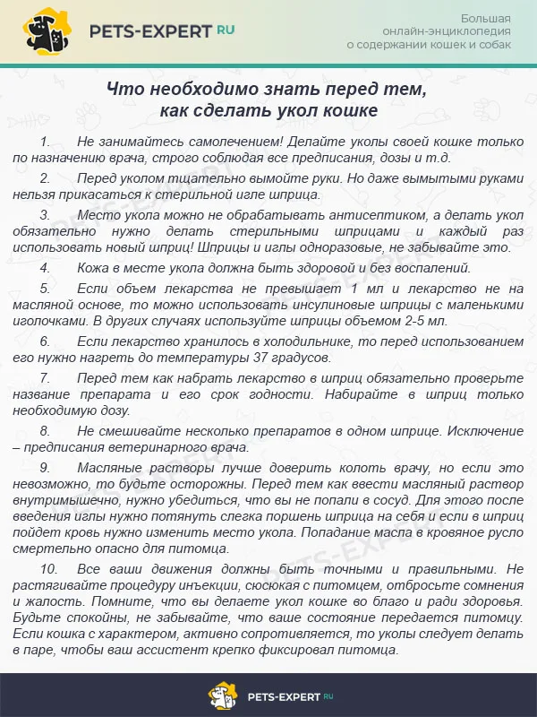 Что необходимо знать перед тем, как сделать укол кошке