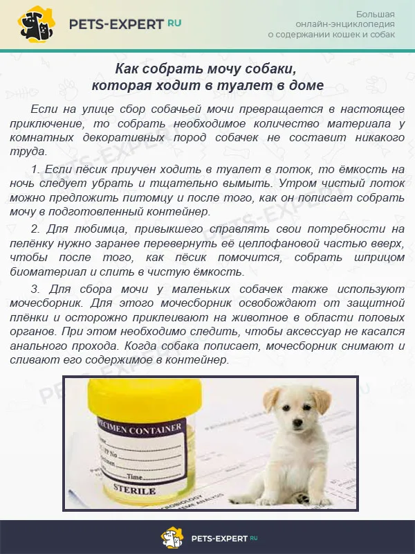 Как собрать мочу собаки, которая ходит в туалет в доме